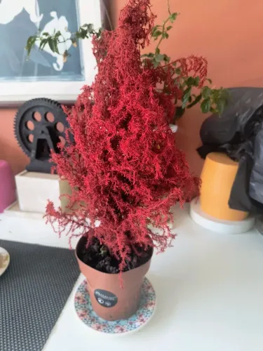 Vaso de planta pra decoração. Bairro Cajuru