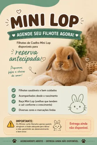 Mini Lop 