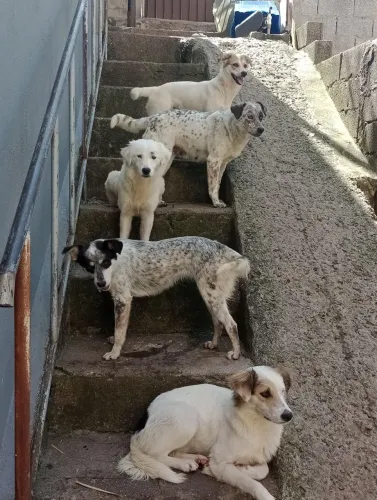 Cachorras para doação....... estão em um lar temporário