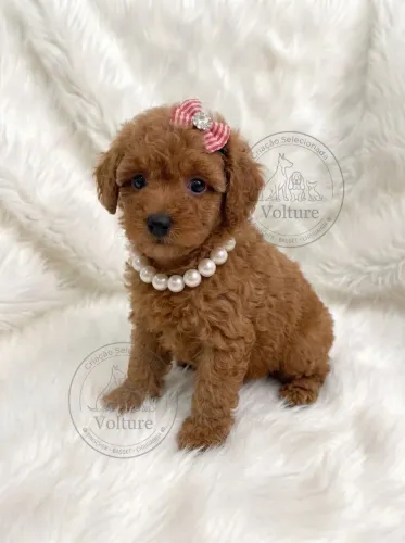 Poodle Red linda e fofa