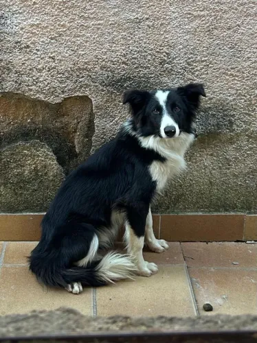 Filhotes Border Collie