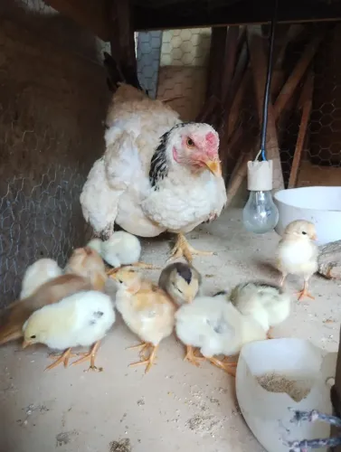 Galinha Com Pintinhos Caipira