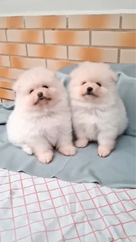 Spitz Filhotes