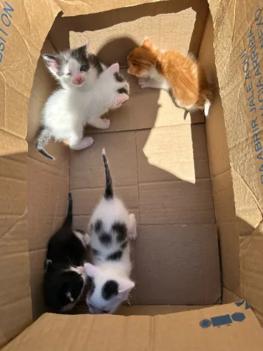 Doação de Gatos