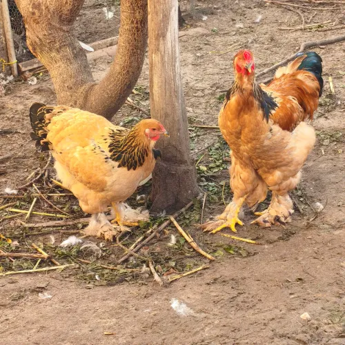 Casal de Galinhas Brahma Buff