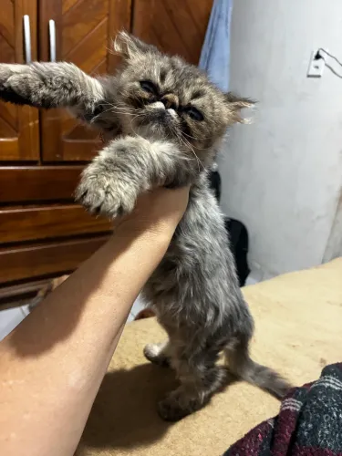 Filhote gato persa top show 