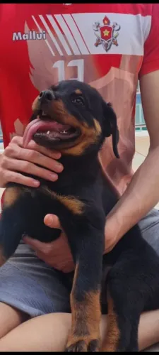 Filhotes de Rottweiler 
