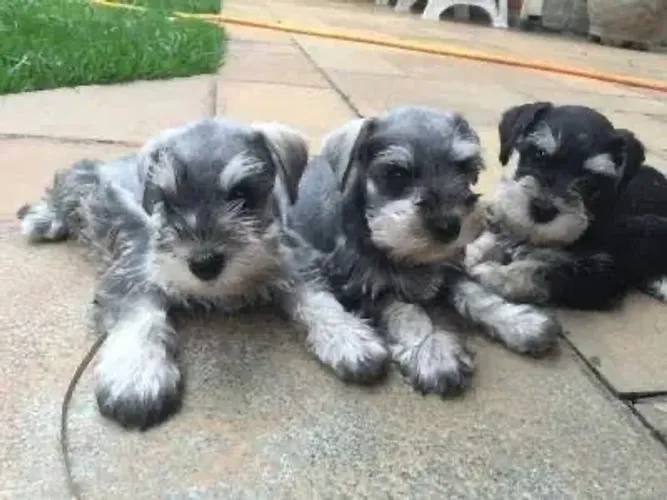 Schnauzer  temos contrato ,canil aberto e registro 