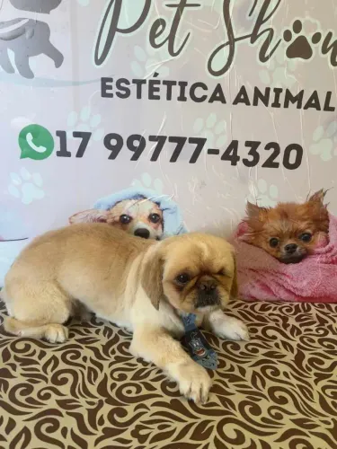 Doa-se Cachorro Macho Pequinês Adulto