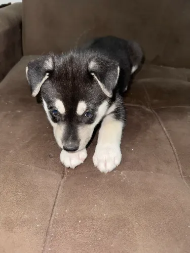 Filhote de Husky Siberiano