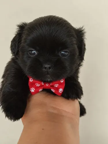 Filhote mini shitzu (MACHO)