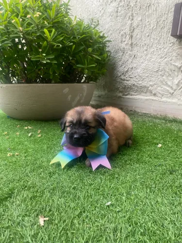 Cachorro poodle toy com yorkshire com frete grátis