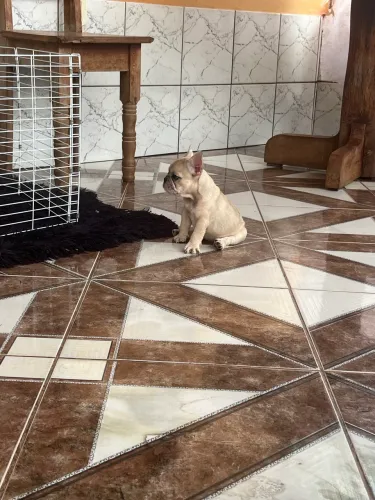 Filhote Bulldog francês fêmea 