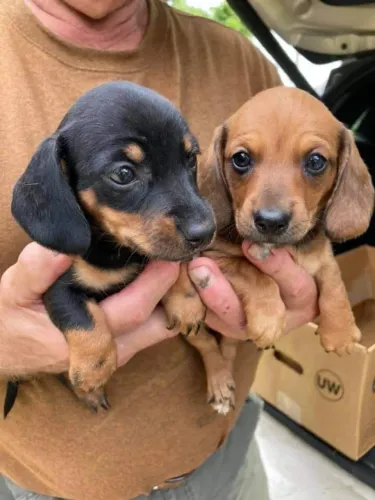 Basset Mini Filhotes  - Aceito Cartão! 