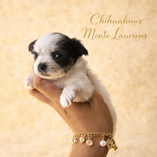 Chihuahua Fêmea Pelo Longo