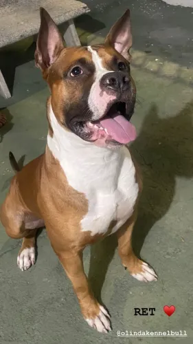 Doação de American Pitbull