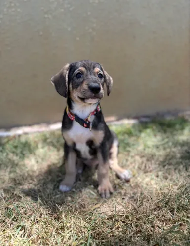 Cachorro filhote macho 3 meses porte médio para doação 