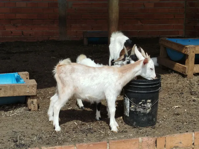 Mini cabra