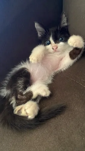 Filhote gato macho