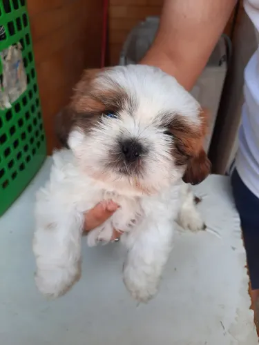 Shihtzu filhote fêmea 