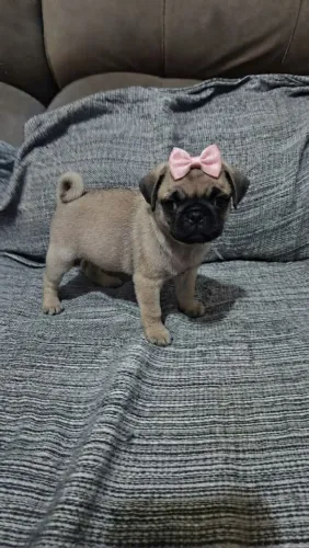 Filhote de Pug Fêmea