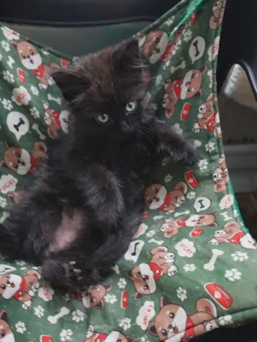 Gatinho para adoção