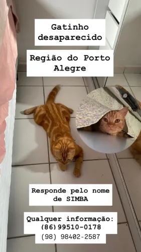 Procura-se gato Persa