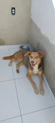 Doação cachorro macho