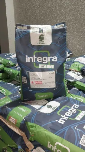 Semente de Massai 10kg Revestida Facholli (Nova)