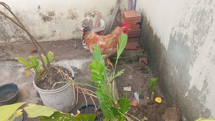 vendo galo bem gordo criado em quintão