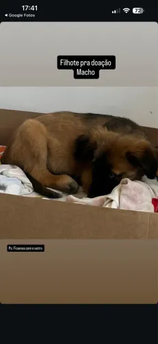 Cachorro doação