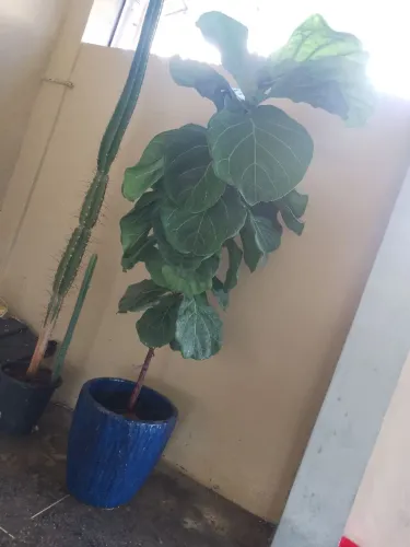 Planta Figueira-Lira Ficus Lyrata com Jarro