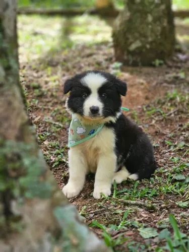 Border Collie | Entrega em Londrinaa dia 03/02
