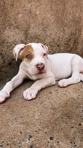 Filhote pitbull Terrier a venda