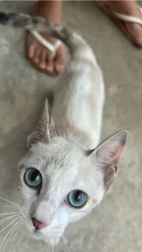 Gatinha olhos azuis