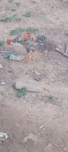 Vendo esse frango