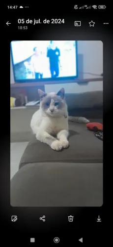 Gata fêmea raça misturada com Ragdol. Para mais informações e fotos mandei mensagem