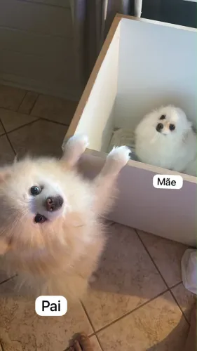 Lulu da pomerânia