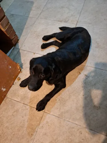 Doa-se Labrador de 11 meses