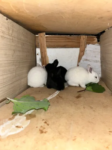 Vendo coelhos gigantes , adultos e filhotes 