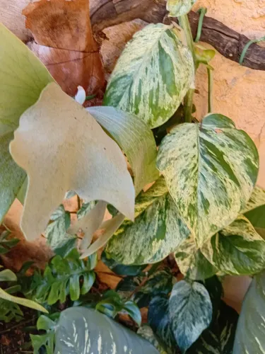 Plantas