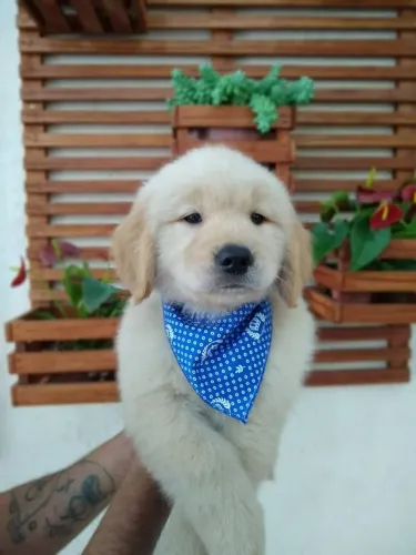 Golden Retriever | Leve alegria para sua casa 