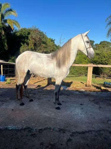 Cavalo registrado domado
