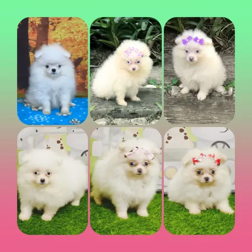 Lulu da Pomerânia Anão Branco Neve Alto Padrão.