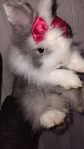 Filhote coelho Raça Teddy 