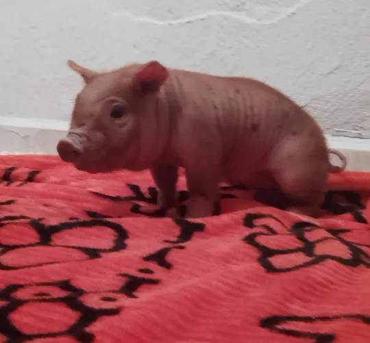 Mine porco
