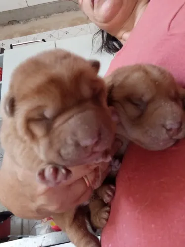 Filhote - Sharpei