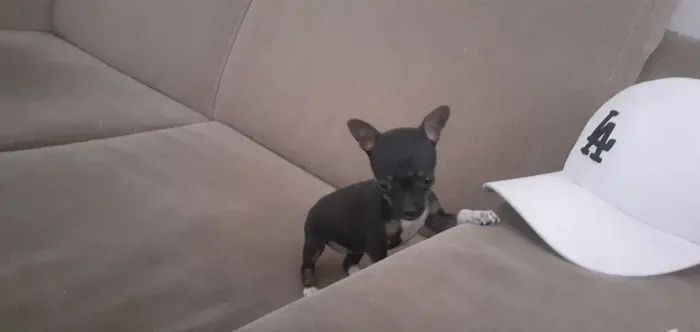 Pinscher Padrão OO Max 1kg 17 cm ...