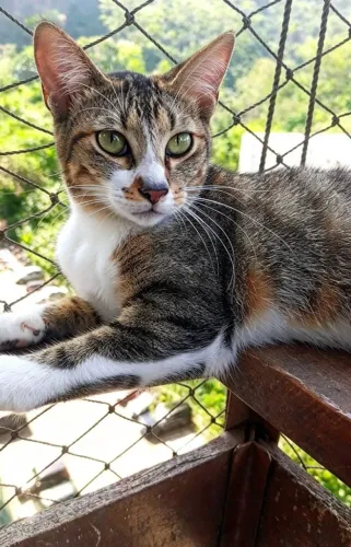 Sara, uma bela gatinha