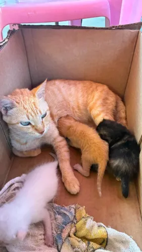 GATA FEMEA LARANJA E GATINHO MACHO FILHOTE PARA ADOÇÃO RESPONSAVEL